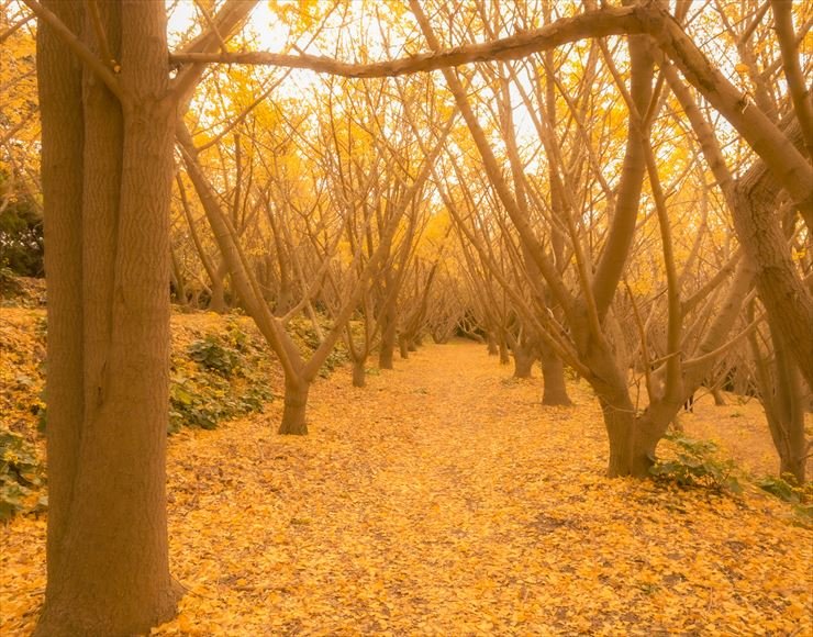 ⛩️ 가쓰시카 하치만 궁 (葛飾八幡宮) 이미지 3